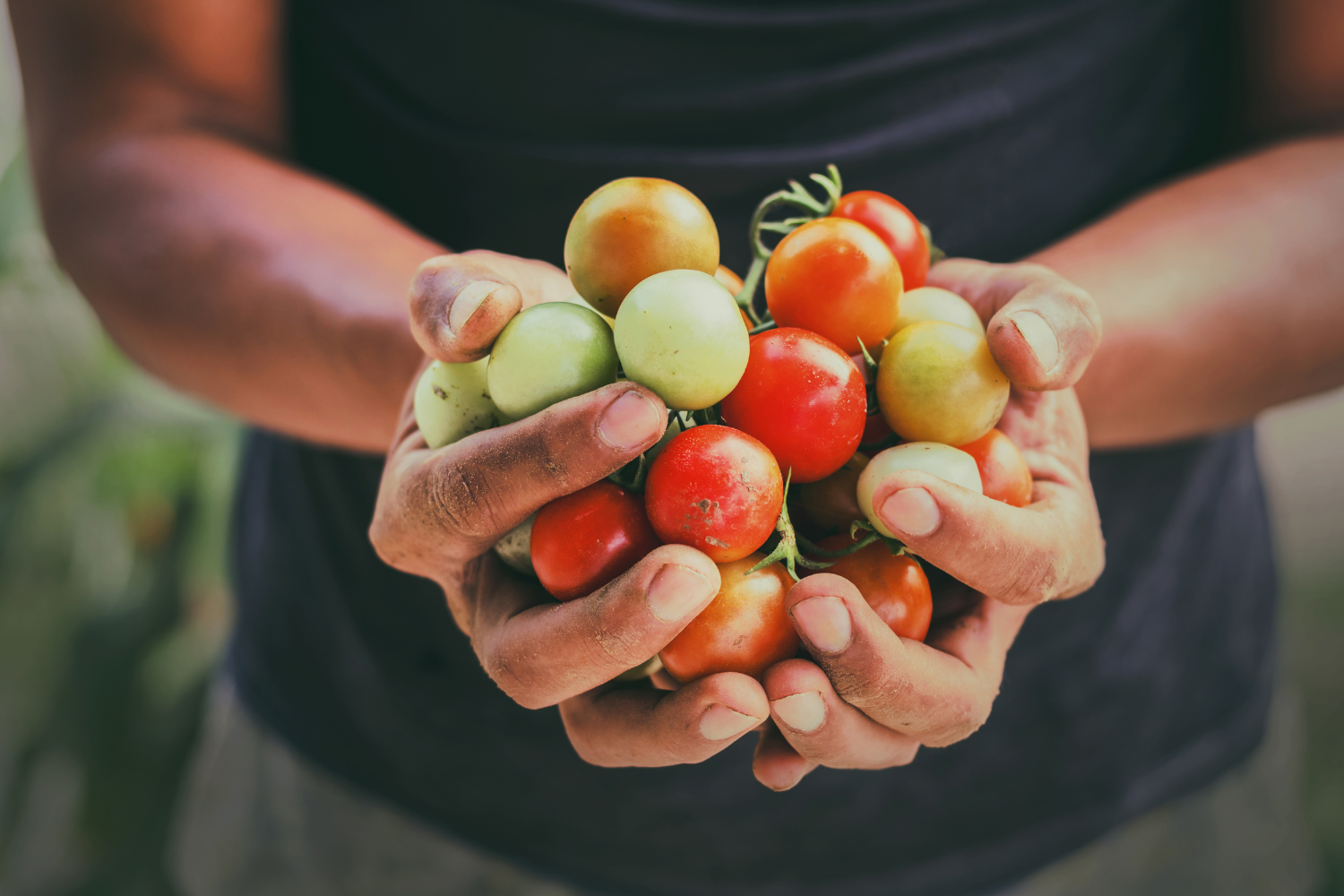 Handful of fresh tomatoes